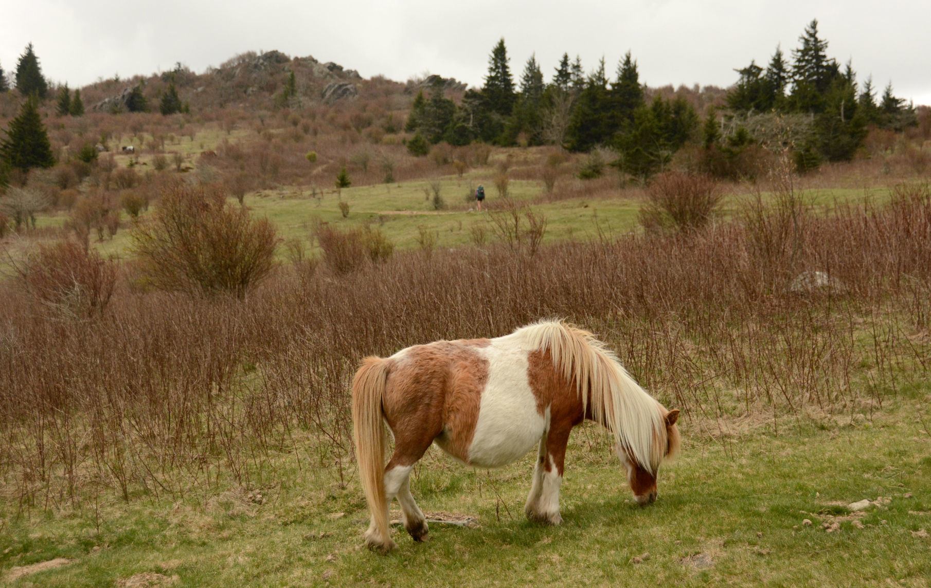 Mount Rogers National Recreation Area